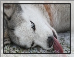 Język, Siberian Husky